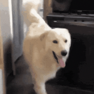 White Dog With Tongue Out Standing In Room GIF