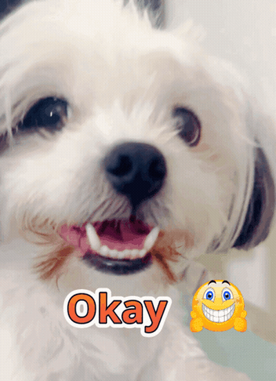 White Dog With Word Okay GIF