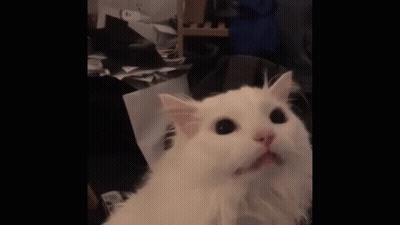 White Dog Yawning Looking Up GIF