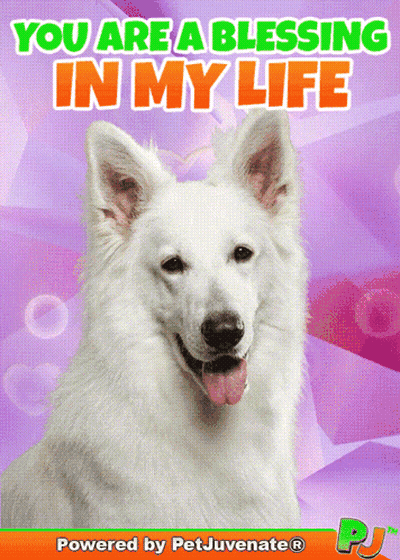 White Dog You Are A Blessing In My Life GIF