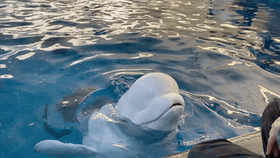 White Dolphin Swimming In Blue Pool Looking At Camera GIF
