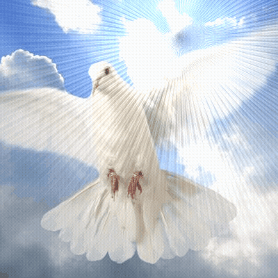 White Dove Flying In Sky With Sun GIF