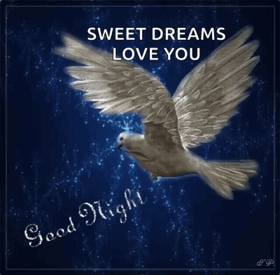 White Dove Flying Night Sky Sweet Dreams Love You GIF