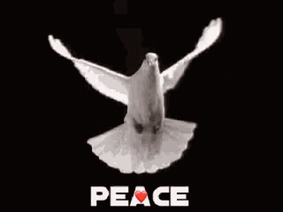 White Dove Flying With Peace GIF