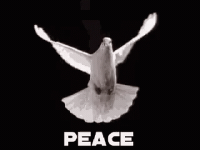White Dove Flying With Wings Spread Saying Peace GIF