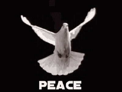 White Dove Flying With Word Peace GIF