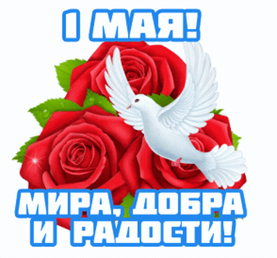 White Dove Sitting On Red Roses GIF