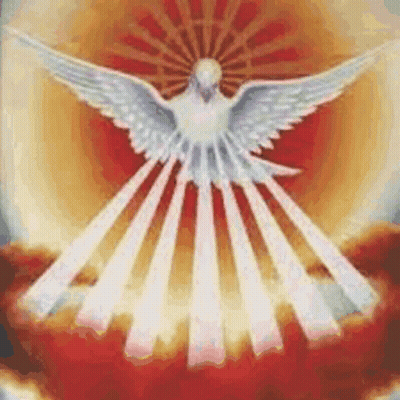 White Dove Surrounded By Rays Of Light GIF