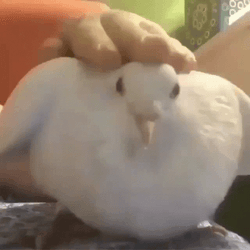 White Doves Pigeon Massage  GIF