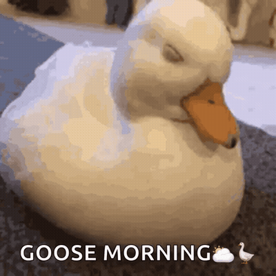 White Duck Eyes Closed Goose Morning