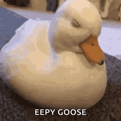 White Duck Lying Down With Eyes Closed GIF