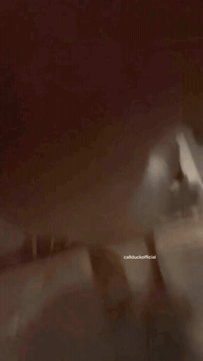 White Duck Standing On Skateboard In Living Room GIF