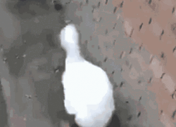 White Duck Waddle Energetically GIF