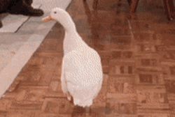 White Duck Wagging Tail GIF