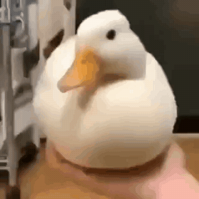 White Duck With Yellow Beak Held By Person GIF