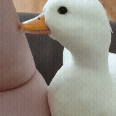 White Duck With Yellow Beak Next To Person's Arm GIF