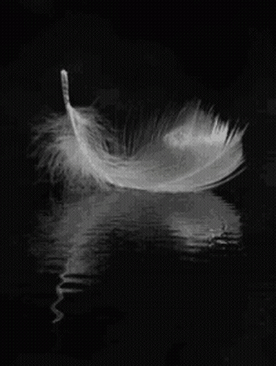 White Feather Floating In Water GIF