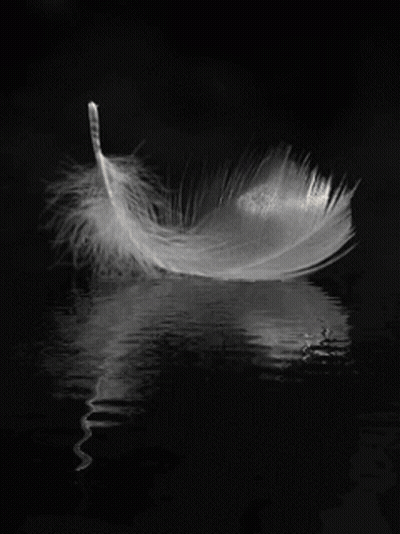 White Feather Floating On Water GIF