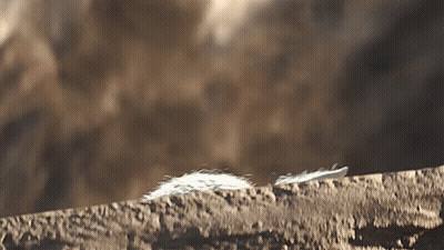 White Feather On Rock GIF