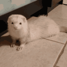 White Ferret Licking Mouth