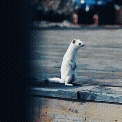 White Ferret Standing On Hind Legs On Ledge GIF