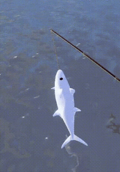 White Fish Caught On Fishing Rod GIF