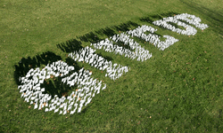 White Flags Formed A Word Give Up GIF