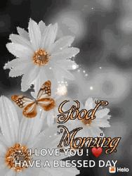 White Flower Good Morning Have A Blessed Day GIF