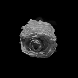 White Flower Shrinking GIF