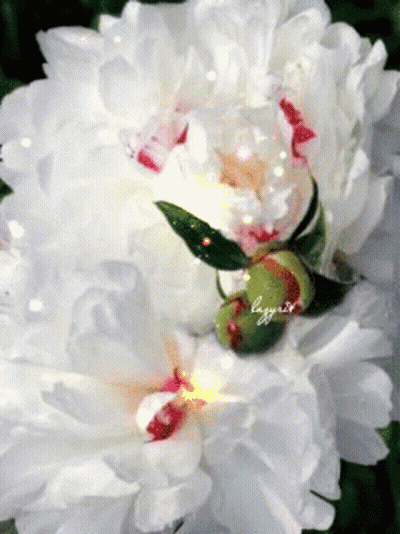 White Flower With Name Lagniaz GIF
