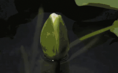 White Flower With Yellow Center GIF