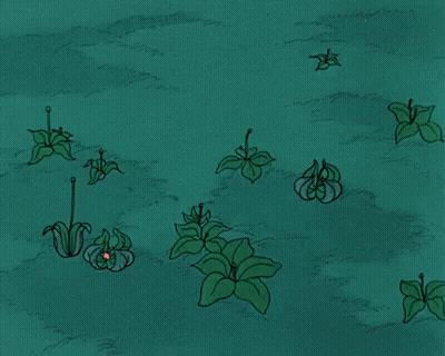 White Flowers Growing In Field GIF