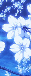 White Flowers With Blue Background