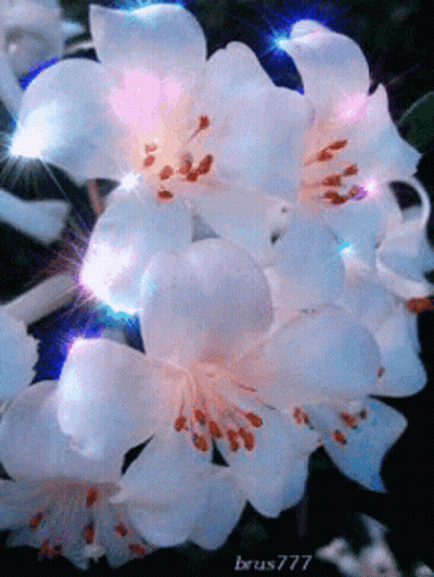 White Flowers With Brus777 GIF