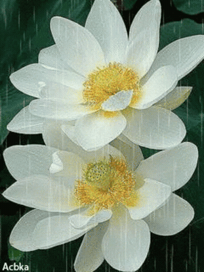 White Flowers With Yellow Center And Acbka GIF