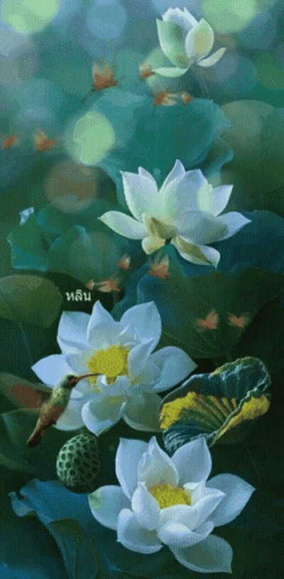 White Flowers With Yellow Center And Hummingbird GIF