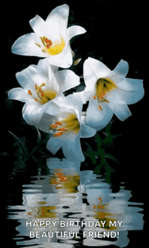 White Flowers With Yellow Centers Are Reflected In A Body Of Water . GIF