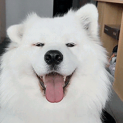 White Fluffy Dog Flopping Ears  GIF