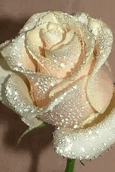 White Glittery Roses GIF