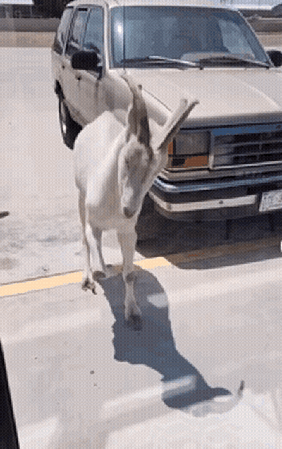 White Goat In Front Of Silver Ford SUV GIF