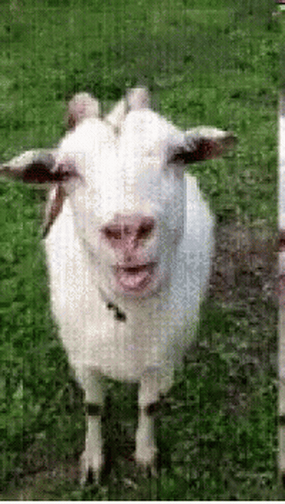 White Goat In Grass Looking At Camera GIF