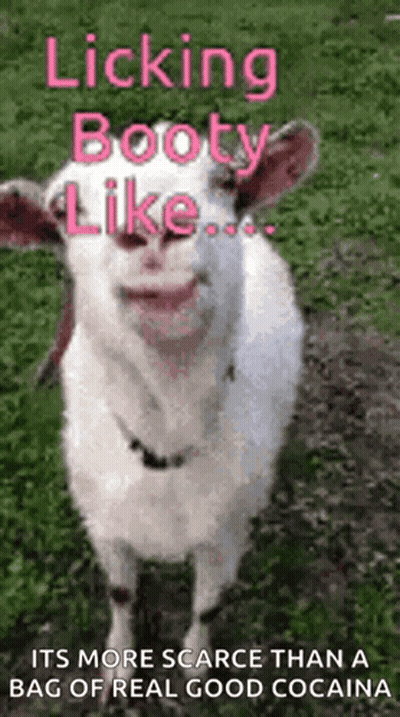 White Goat Licking Its Booty