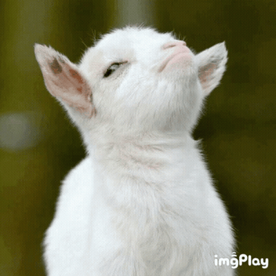 White Goat Looking Up On Green Background With Imgplay GIF