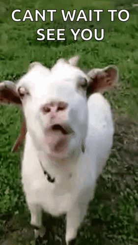 White Goat Making Funny Face In Grassy Field GIF