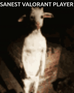 White Goat Meme GIF