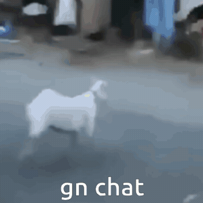 White Goat Saying Gn Chat GIF