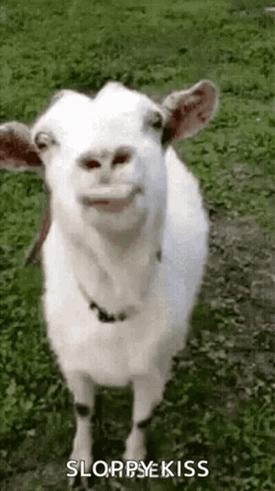 White Goat Smiling Open Mouth In Grass GIF