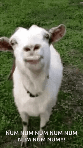White Goat Smiling With Open Mouth In Grass GIF