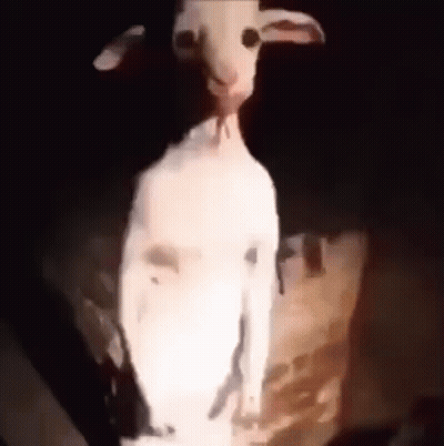 Cabra blanca de pie en habitación oscura GIF