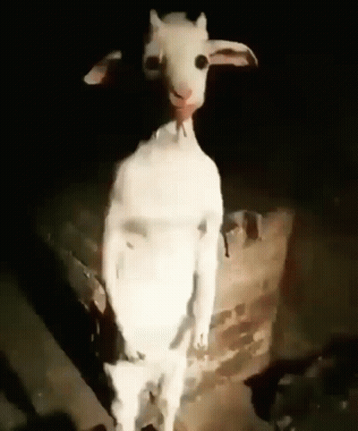 White Goat Standing In Dark With Arms Outstretched GIF